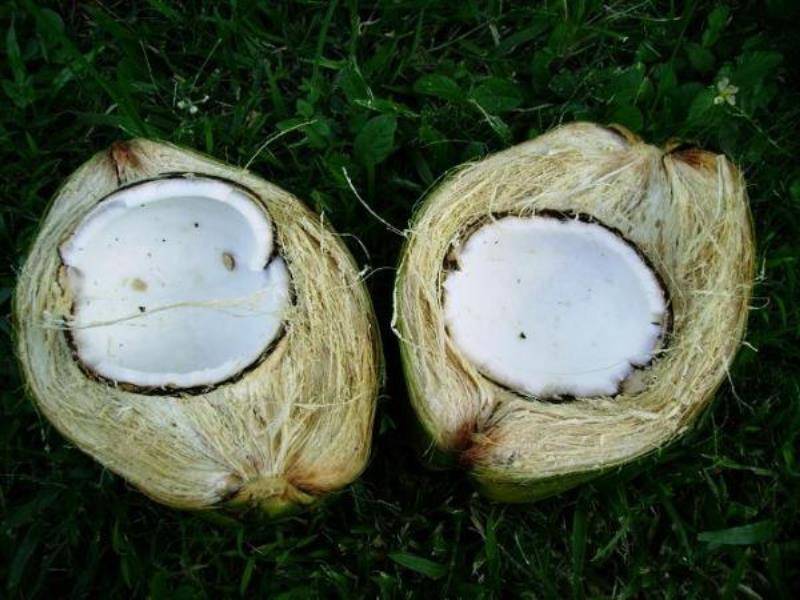 Coconut перевод на русский. Кокос плод костянка. Кокос строение плода. Кокос в разрезе. Кокос неочищенный.