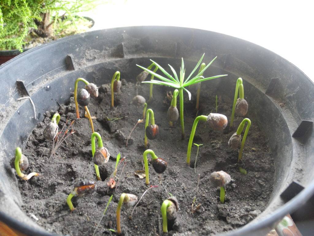 Как вырастить кедр дома. Проращивание семян кедра