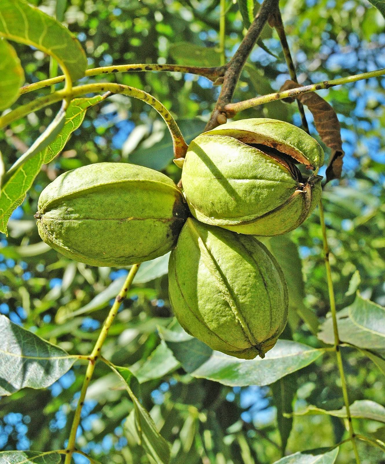 Что общего у сосны и кедрового ореха? как добыть плоды и где растут деревья?