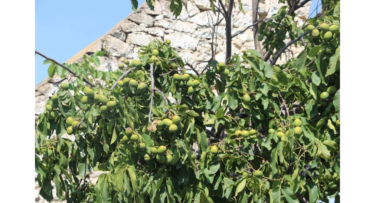 Особенности выращивания грецкого ореха из саженцев