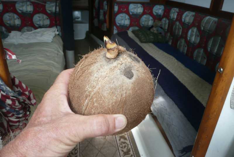Как в домашних условиях вырастить кокос в домашних условиях видео