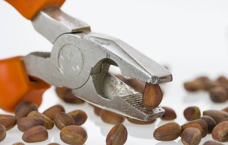 Как почистить кедровые орехи в домашних условиях: интересные способы