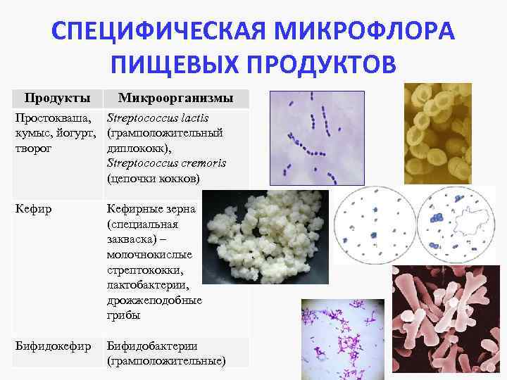 Микрофлора лекарственных и ферментных препаратов животного происхождения - студизба