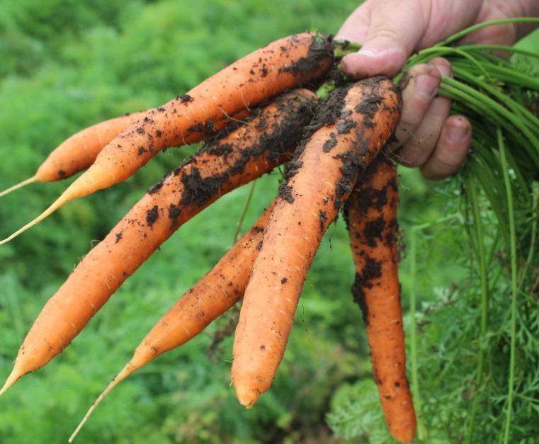 Как выращивать морковку в открытом грунте