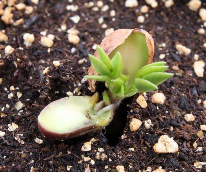 Как растет арахис: как правильно сажать в открытый грунт, на даче, на огороде, можно ли выращивать земляной орех в домашних условиях в горшке, требования к уходу