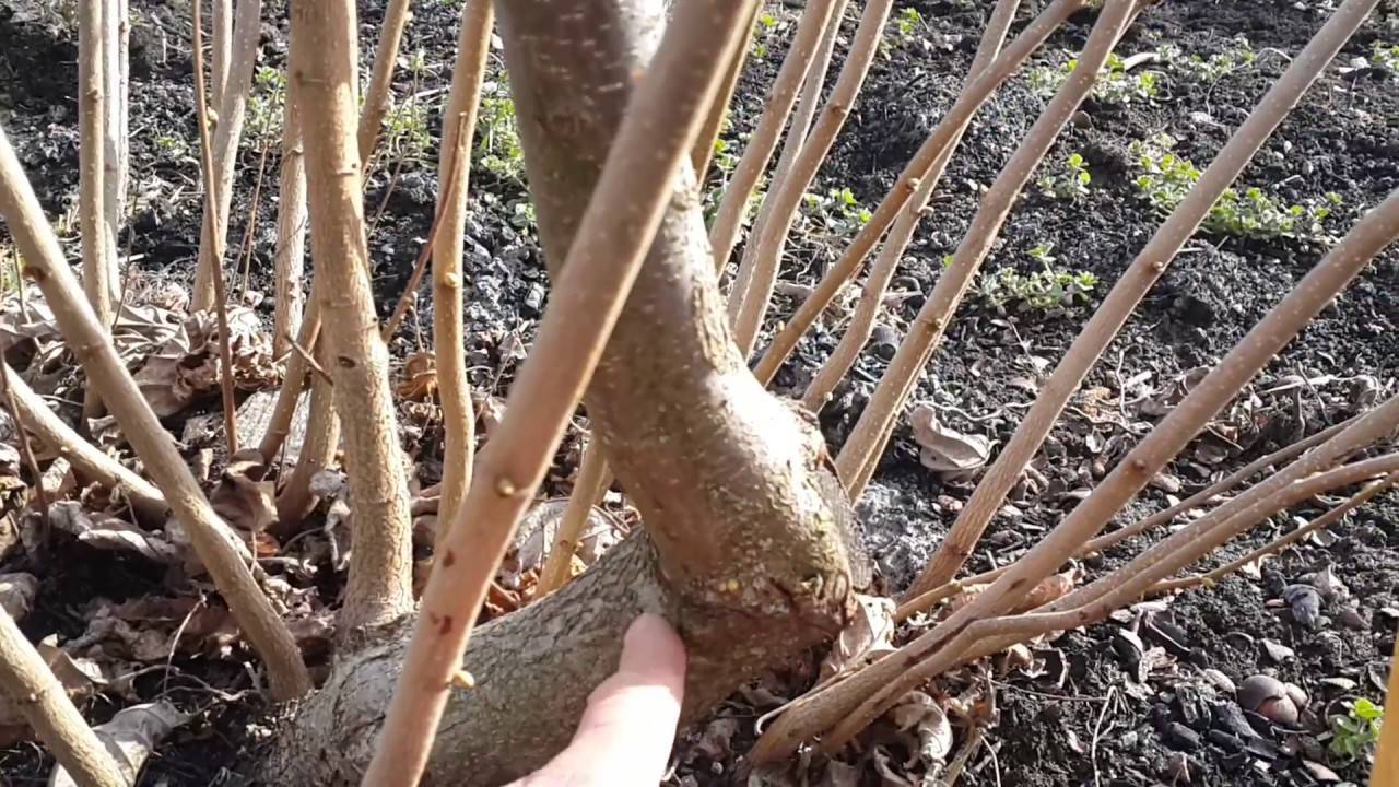 Фундук трапезунд: описание сорта, особенности выращивания
