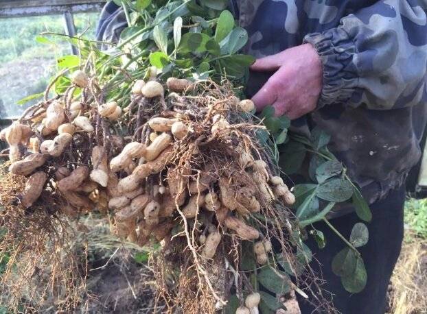 Как посадить арахис на огороде в белоруссии: сорта, уход