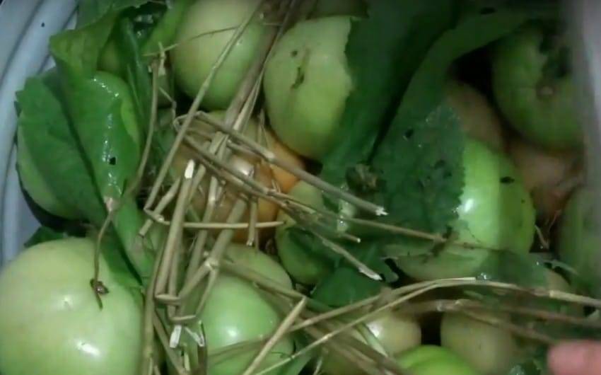 Зелёные помидоры бочковые (в ведре, в кастрюле, в банках): лучшие рецепты, пошаговая инструкция приготовления в домашних условиях
