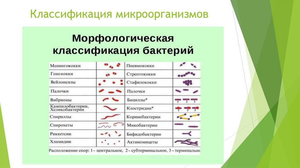 Систематика микроорганизмов. классификация бактерий, грибов и дрожжей