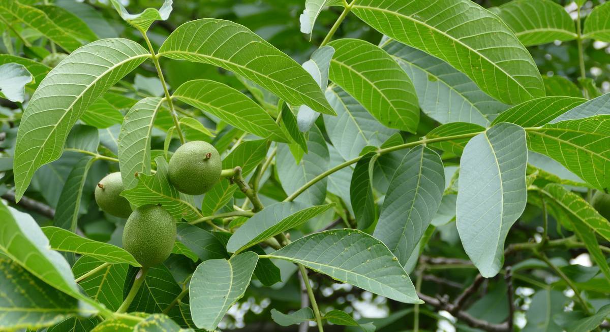 Как вырастить дерево грецкого ореха: советы садоводам