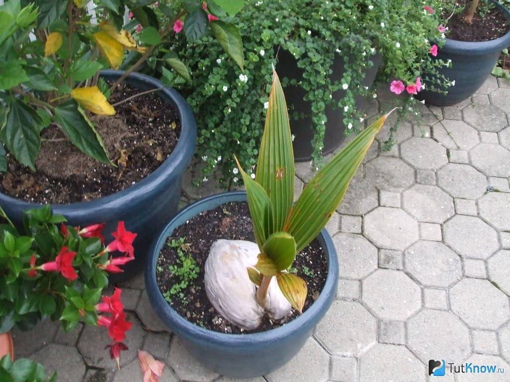 Кокосовая пальма в домашних условиях: полив, пересадка, температура