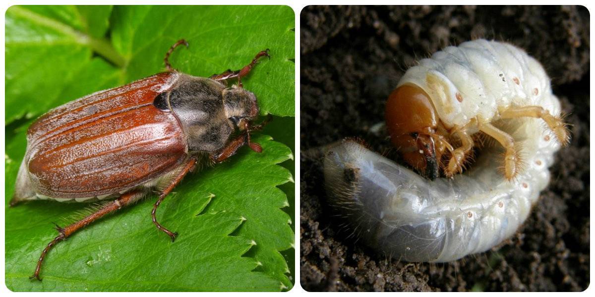 Борьба с личинками майского жука народными средствами