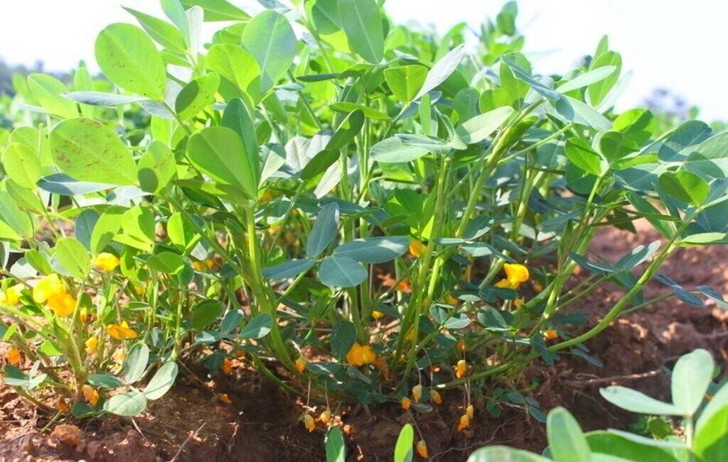 Как вырастить арахис на даче в открытом грунте (на огороде) и в домашних условия, как правильно посадить земляной орех, как собирать, также выращивание из семян