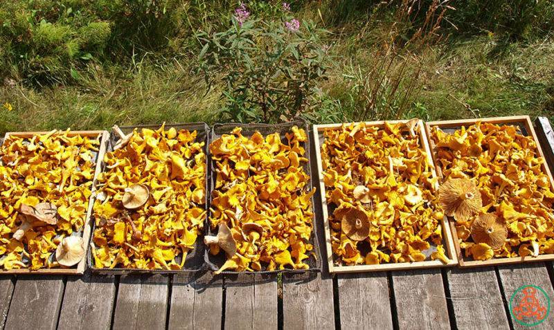 Как сушить грибы: 6 способов в домашних условиях