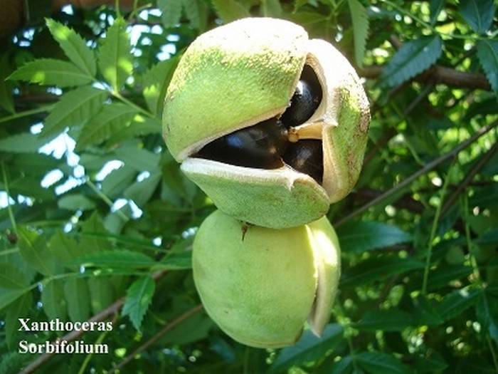 Ксантоцерас или чекалкин орех: выращивание из семян, уход, размножение. в моем саду прижился и растет чекалкин орех как прорастить чекалкин орех