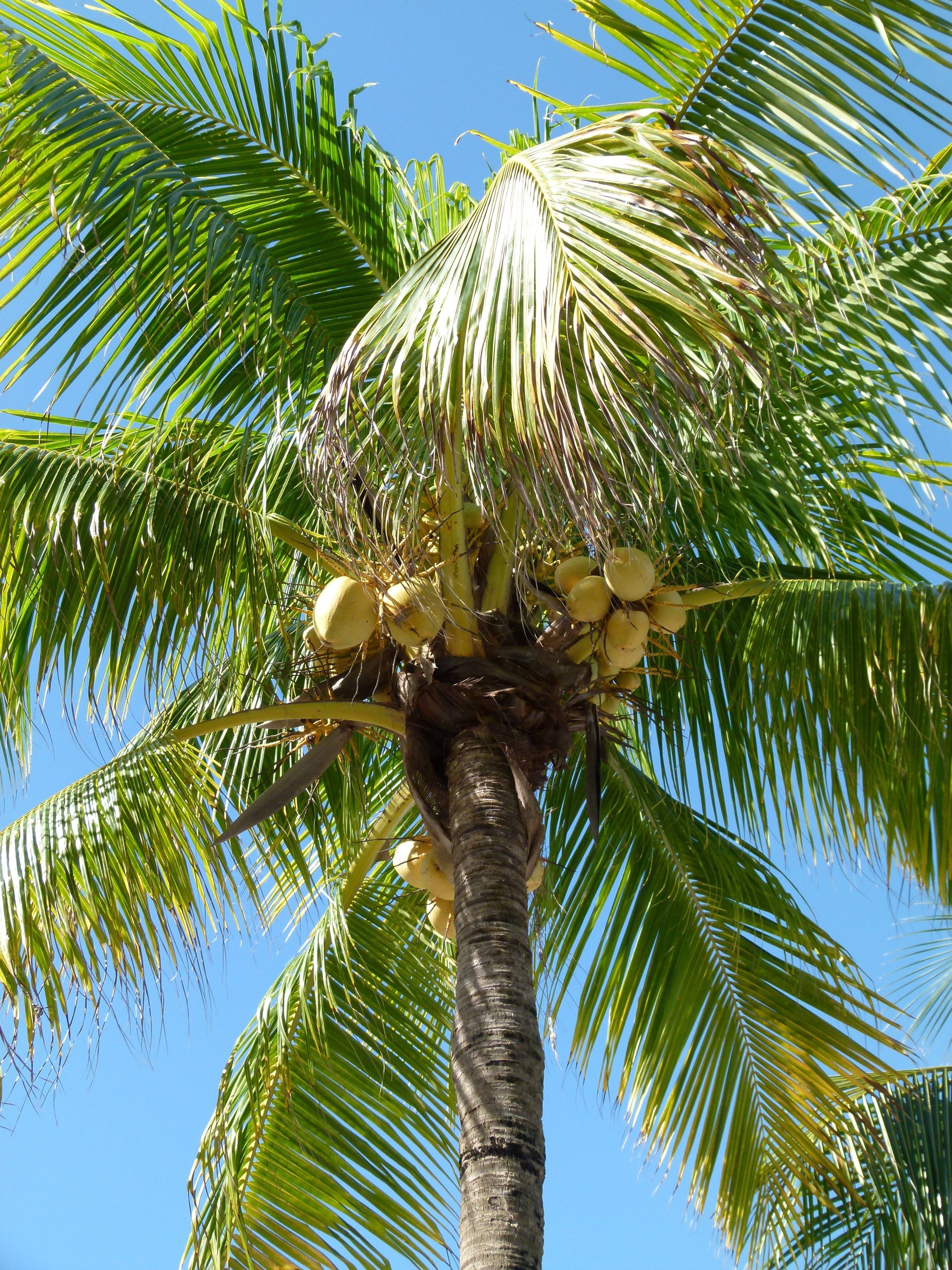 Как вырастить дома кокосовую пальму