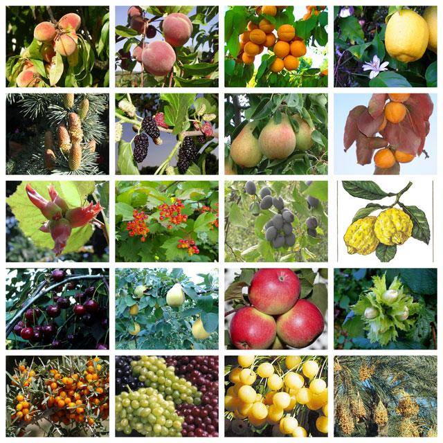 Сочетание плодовых деревьев и ягодных кустарников: правила в вашем саду | огородники
