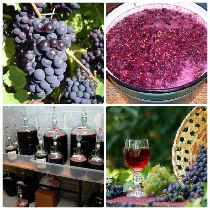 Рецепт виноградного вина в домашних условиях