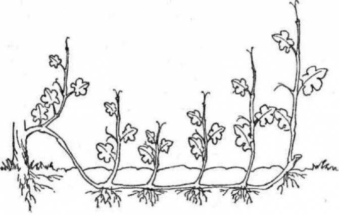 Выращивание фундука: особенности посадки и ухода, размножение, пересадка, болезни и вредители, подкормка осенью, обрезка