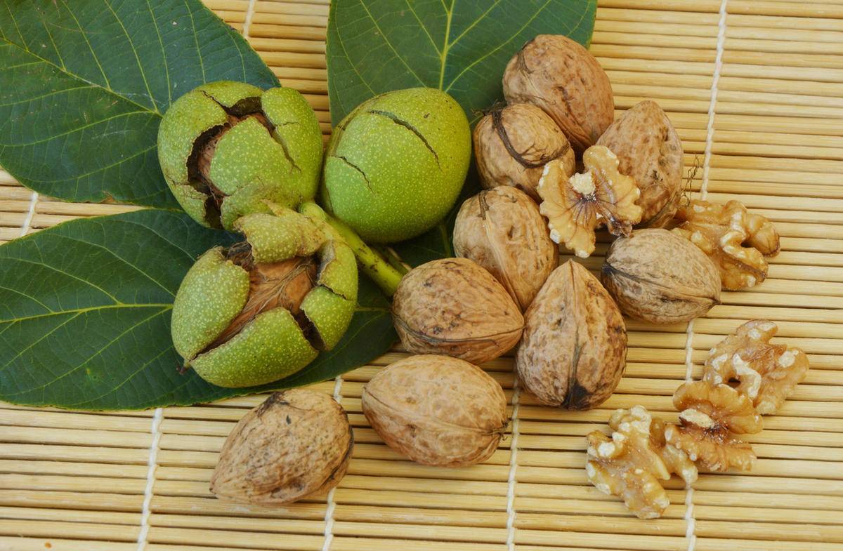Выращивание грецкого ореха: сорта, посадка, уход, болезни