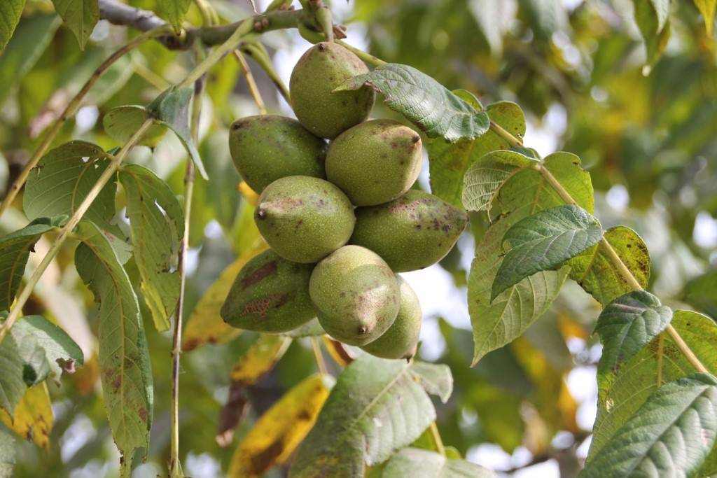 Маньчжурский орех: агротехника, посадка и правильный уход