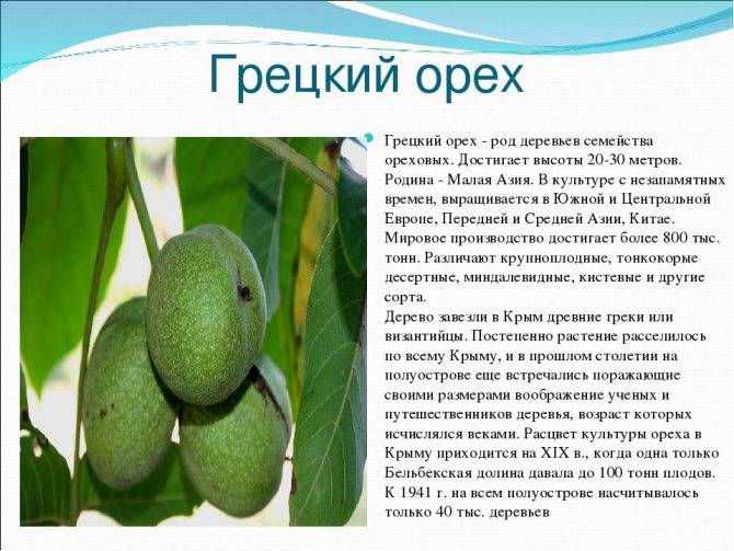 Особенности, условия и агротехника выращивания грецкого ореха. как вырастить, чтобы был крупным?