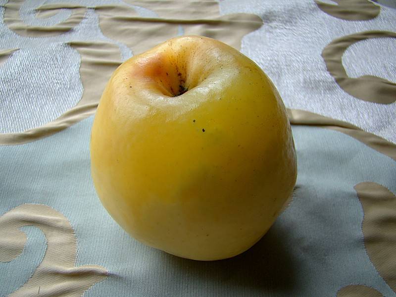 Яблоко брэмли