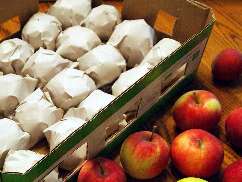 Как хранить груши в домашних условиях, можно ли выкладывать вместе с яблоками или виноградом, как сохранить фрукты на зиму до нового года