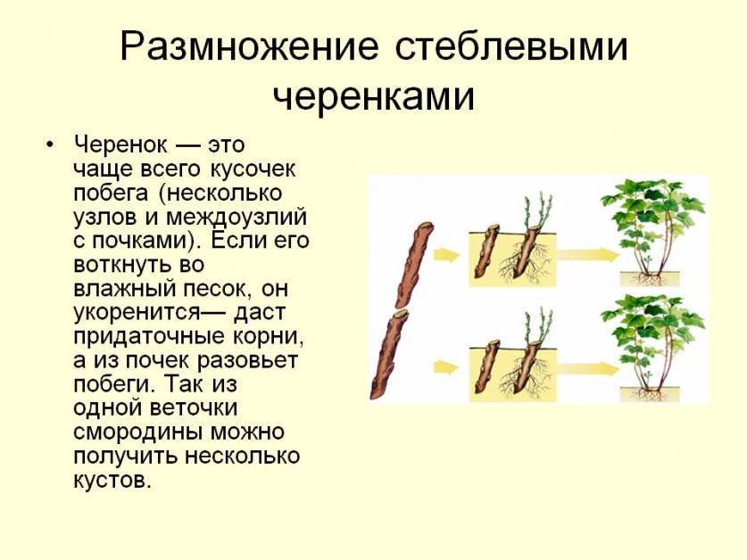 Секреты успешного выращивания лещины краснолистной. использование кустарника в ландшафтном дизайне