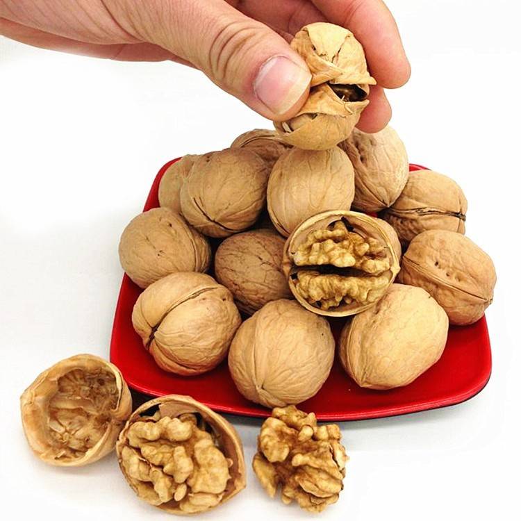 Саженцы грецкого ореха - как правильно посадить, выбор и уход