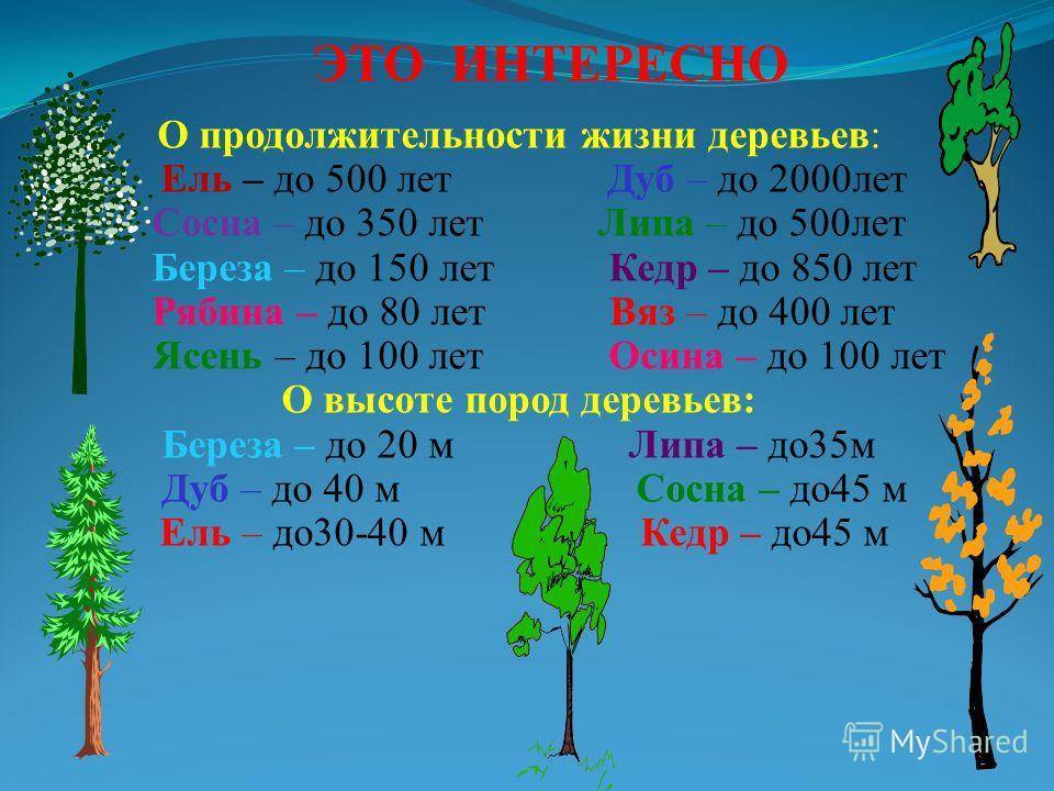 Через сколько времени вырастет. Сроки продолжительности жизни деревьев таблица. Осина Продолжительность жизни дерева. Продолжительность жизни деревьев 1 класс. Продолжительность жизни деревьев 1 класс таблица.