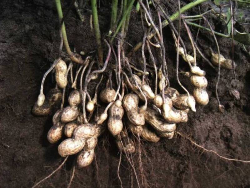Как вырастить арахис в открытом грунте на урале и в сибири: можно ли сажать земляной орех на рассаду, а также как это делать на даче или огороде?