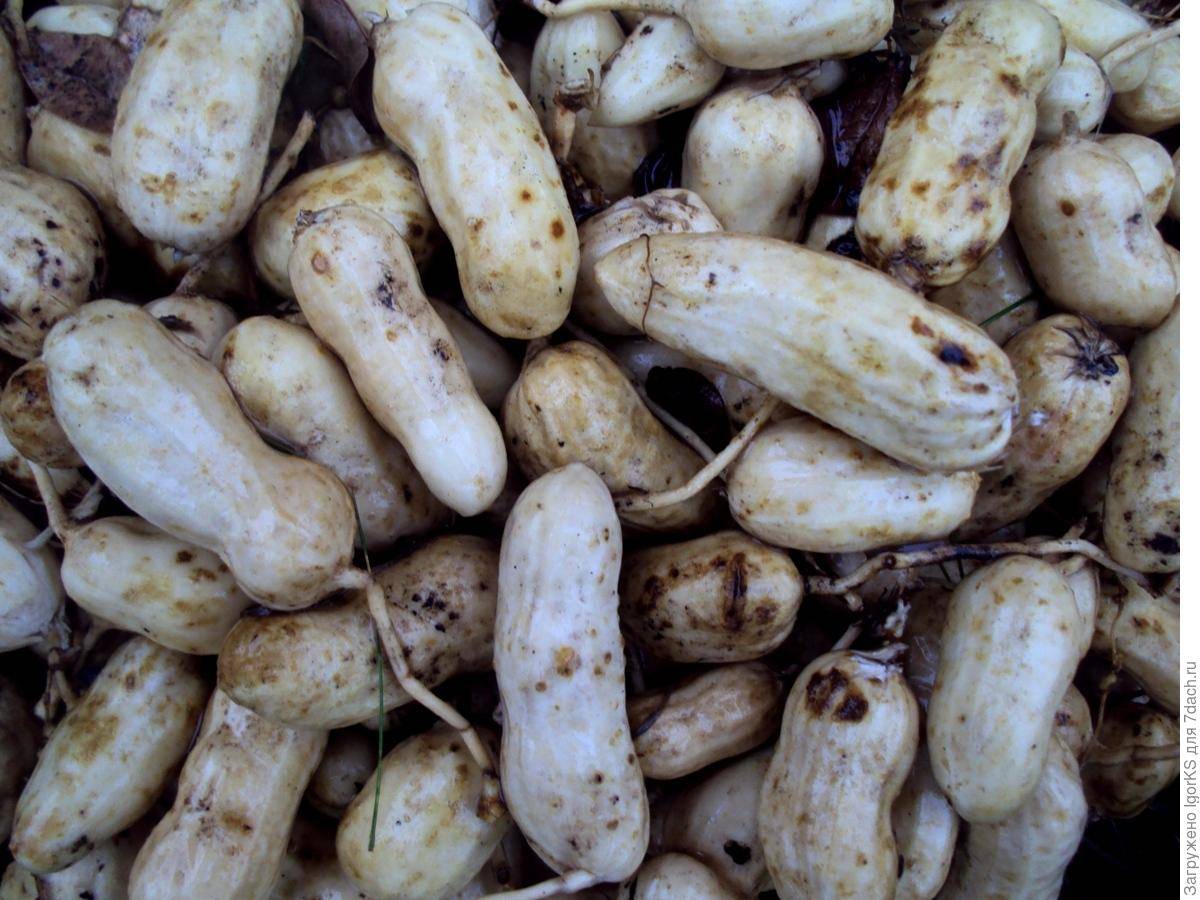 Посадка и выращивание арахиса