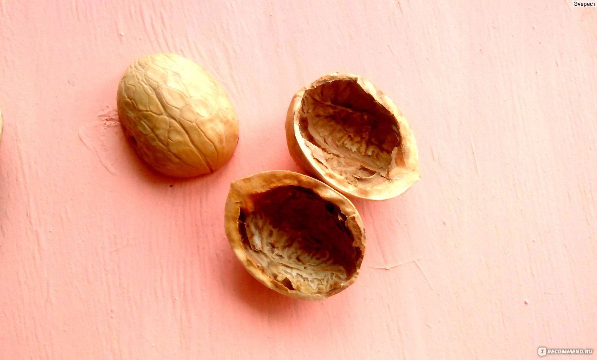 Выращивание грецкого ореха в саду - советы специалистов | сайт о саде, даче и комнатных растениях.