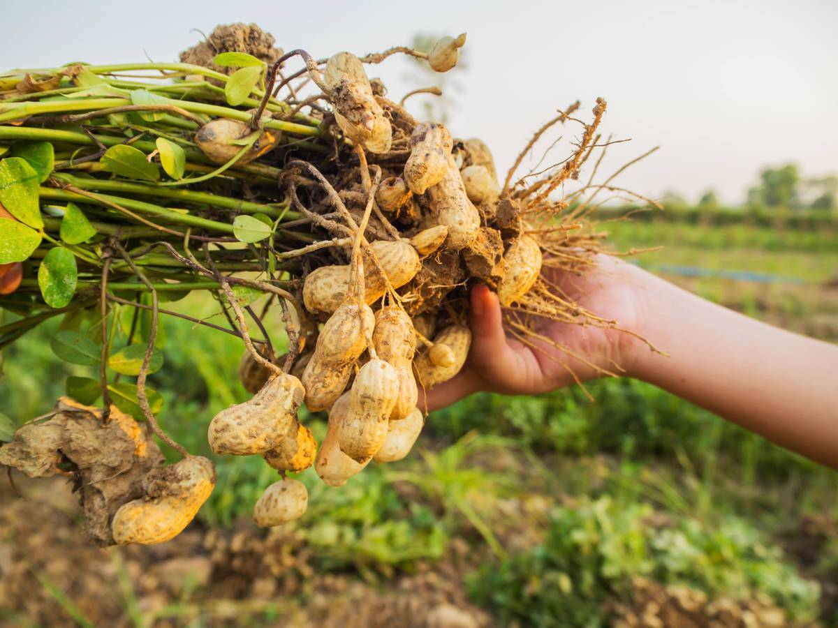 Как я выращиваю арахис с пользой для себя и других растений. совместные посадки, сорта. фото — ботаничка.ru