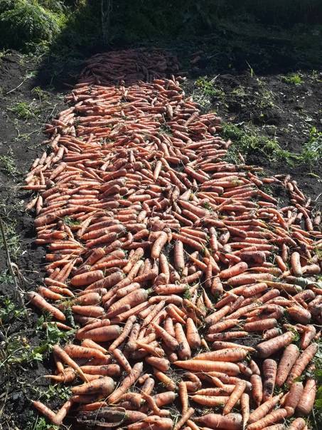 Как вырастить морковь — подробная инструкция, советы огородникам и мой личный опыт