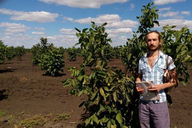 Выращивание грецкого ореха в украине, промышленное орехаводство