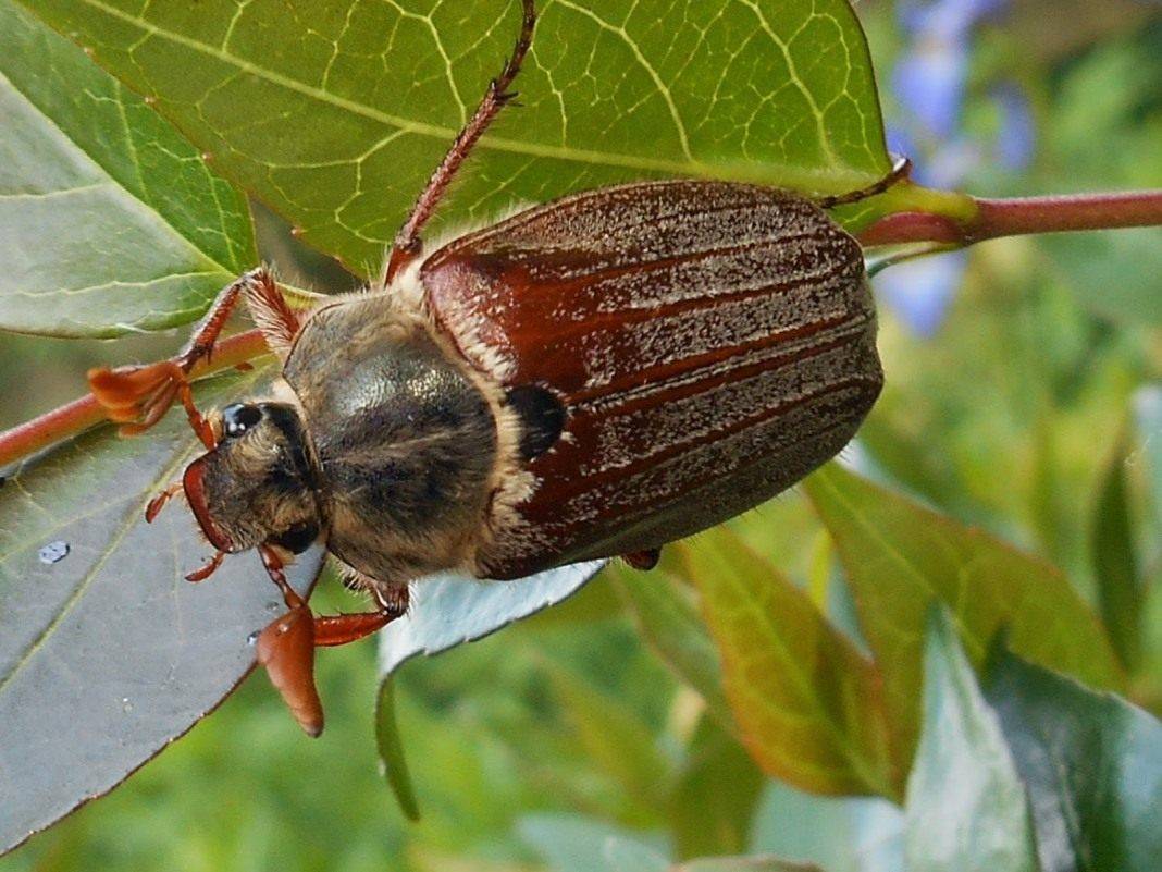 Хрущ, или майский жук — как бороться с вредителем? описание, личинка, как избавиться. фото
