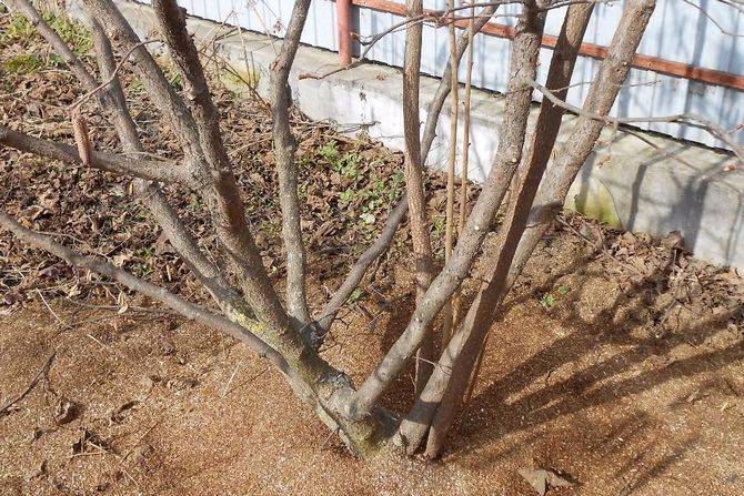 Зачем проводить обрезку миндаля и как это правильно делать? особенности стрижки деревца весной, летом и осенью