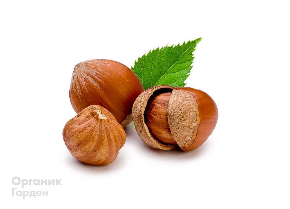 Фундук и лещина (лесной орех) — в чём разница и особенности