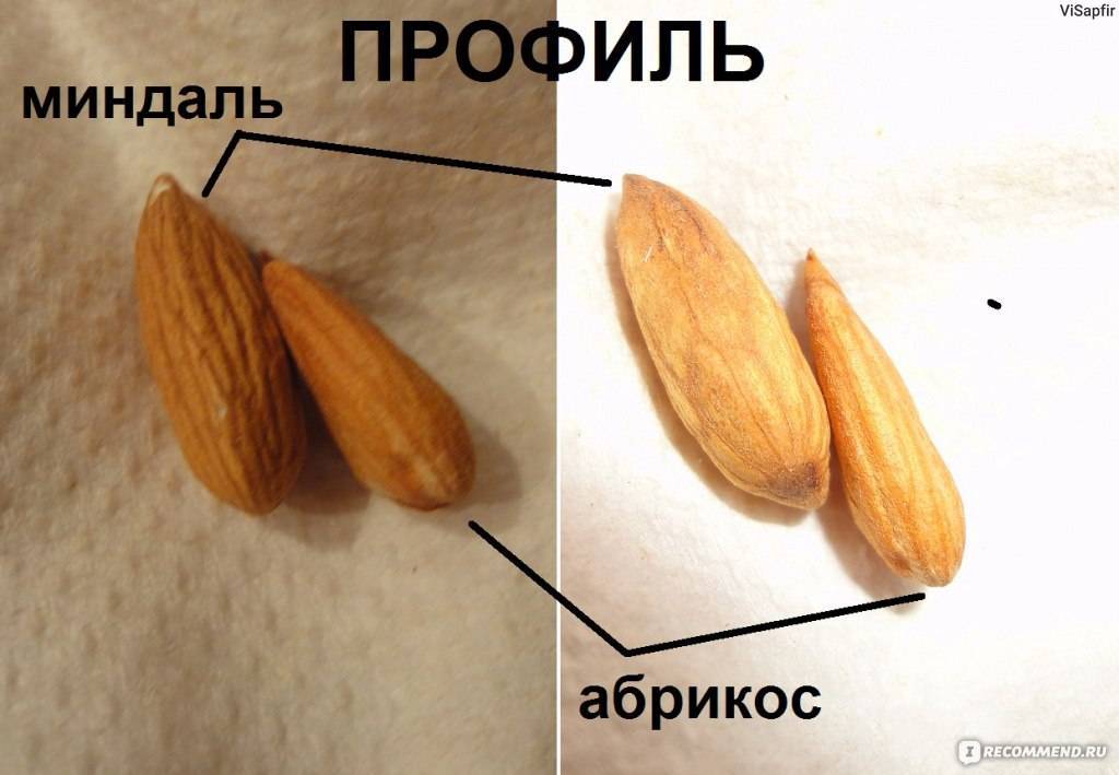 Миндаль горький – состав, полезные свойства и противопоказания к применению ореха; его использование для лечения и в кулинарии