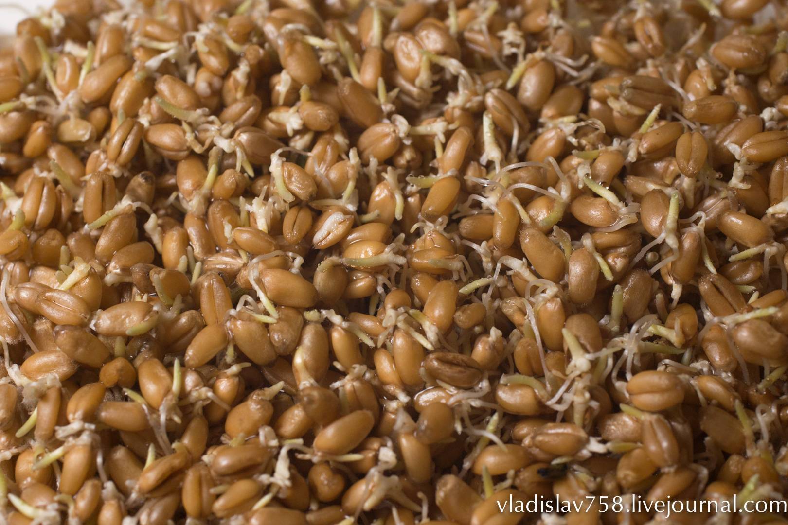 Проросшая пшеница: польза и вред, как принимать