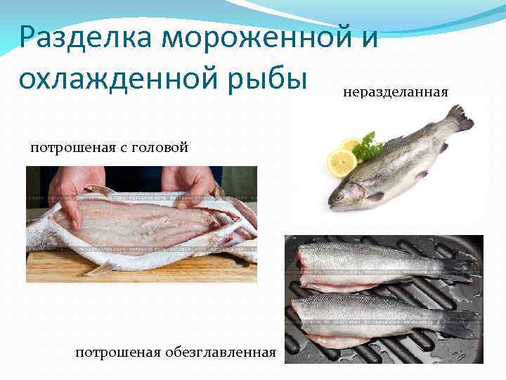 Холодильная обработка рыбы и морепродуктов