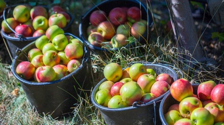 Что делать если яблоня сбрасывает плоды до их созревания