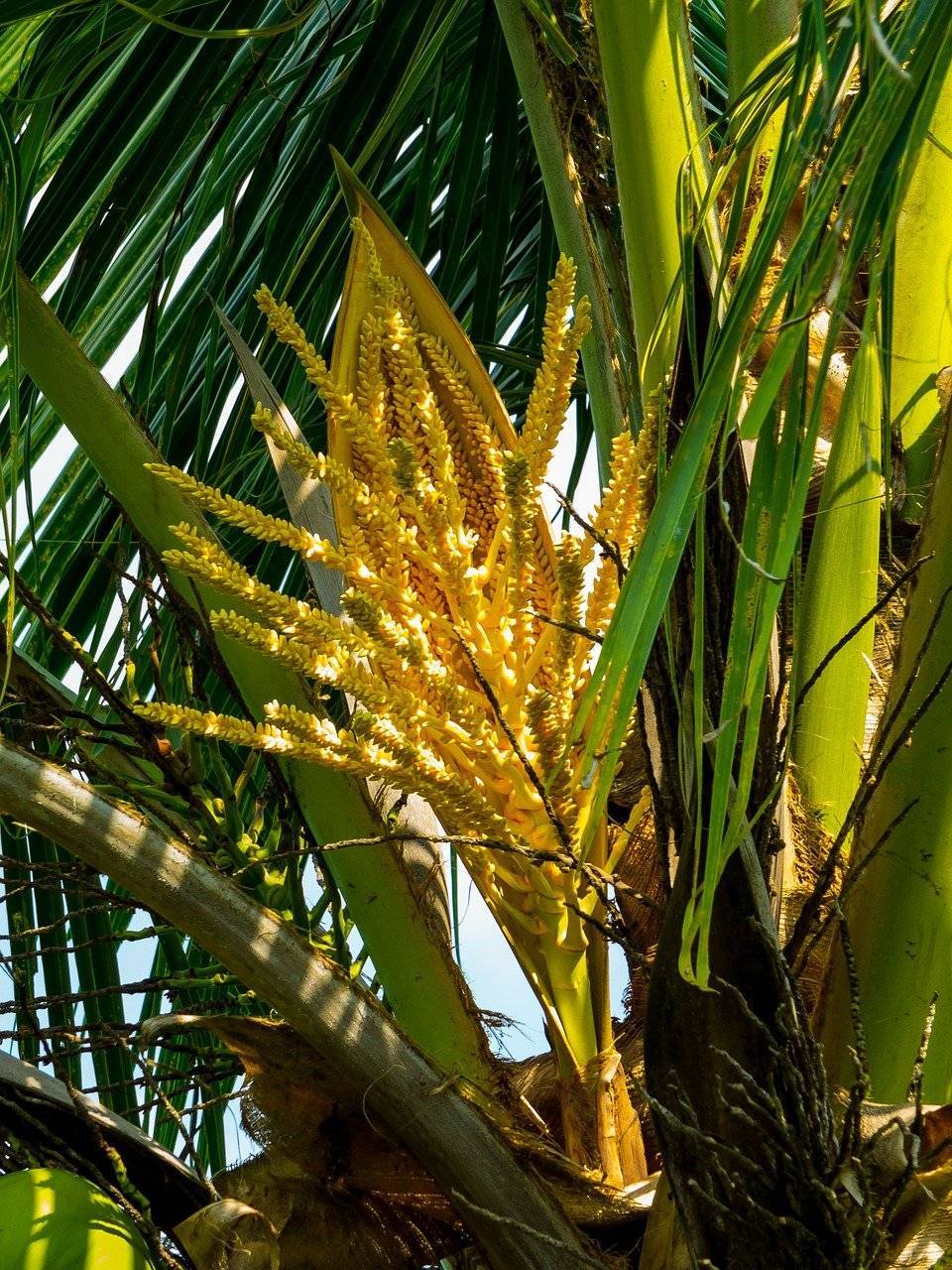 Как и где растут кокосы на кокосовой пальме?