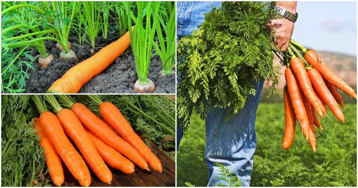 Как вырастить крупную и сладкую морковь?