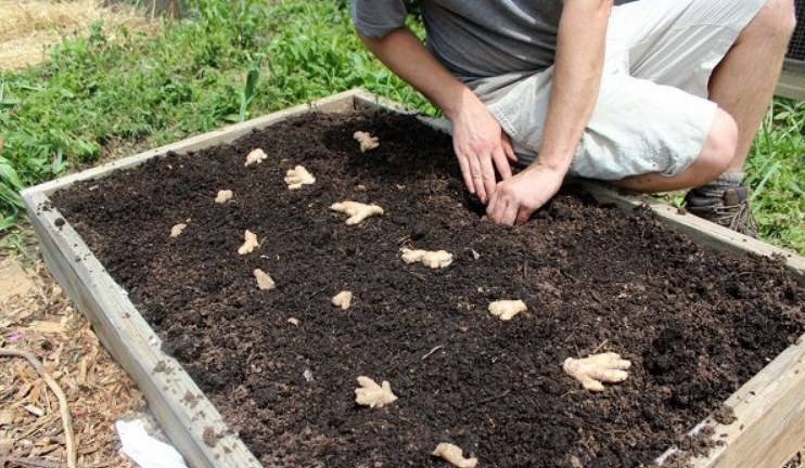 Как вырастить арахис на даче