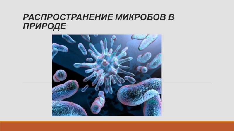 Распространение и значение бактерий в природе • биология-в.рф