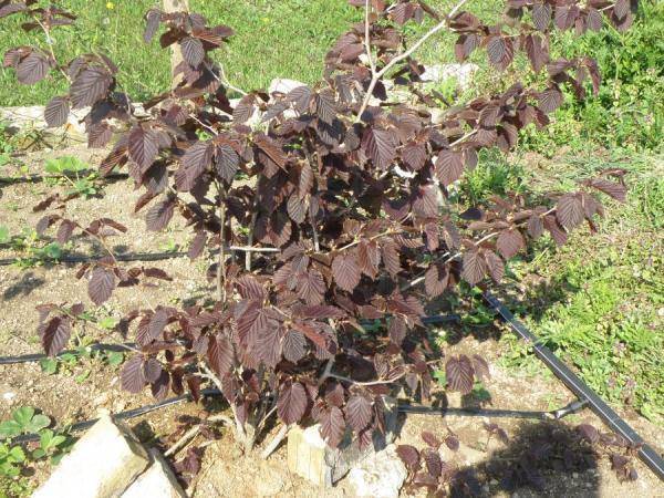 Выращивание фундука на дачном участке: нехитрые хитрости ухода за орешником. как вырастить фундук (лещину)  на своем участке?