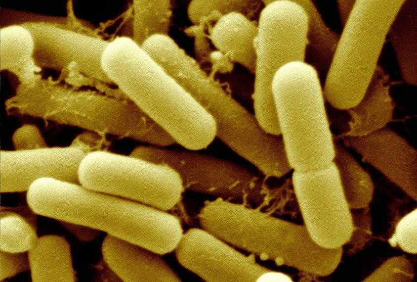 Молочнокислые бактерии — циклопедия